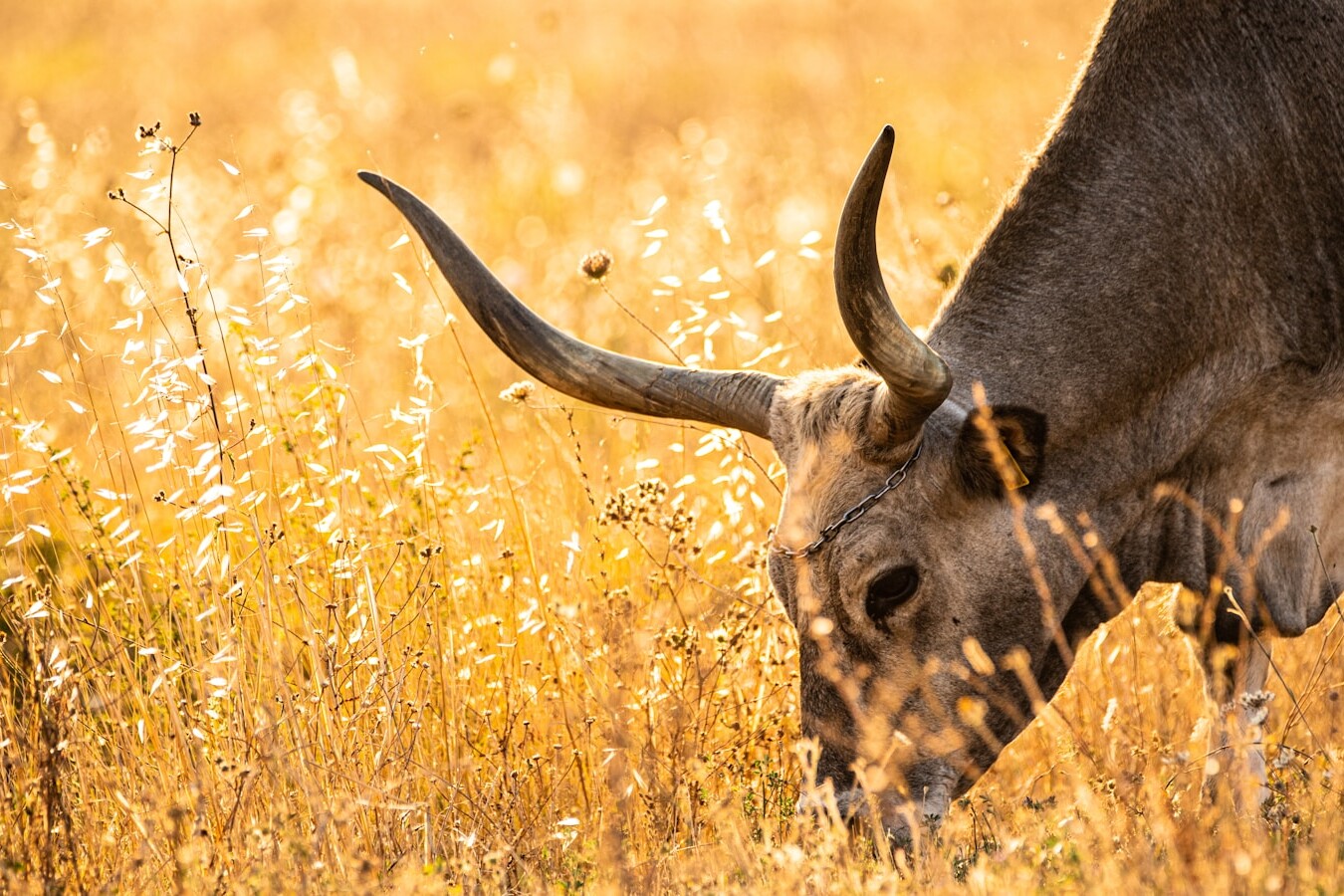 brown giraffe eating grass during daytime