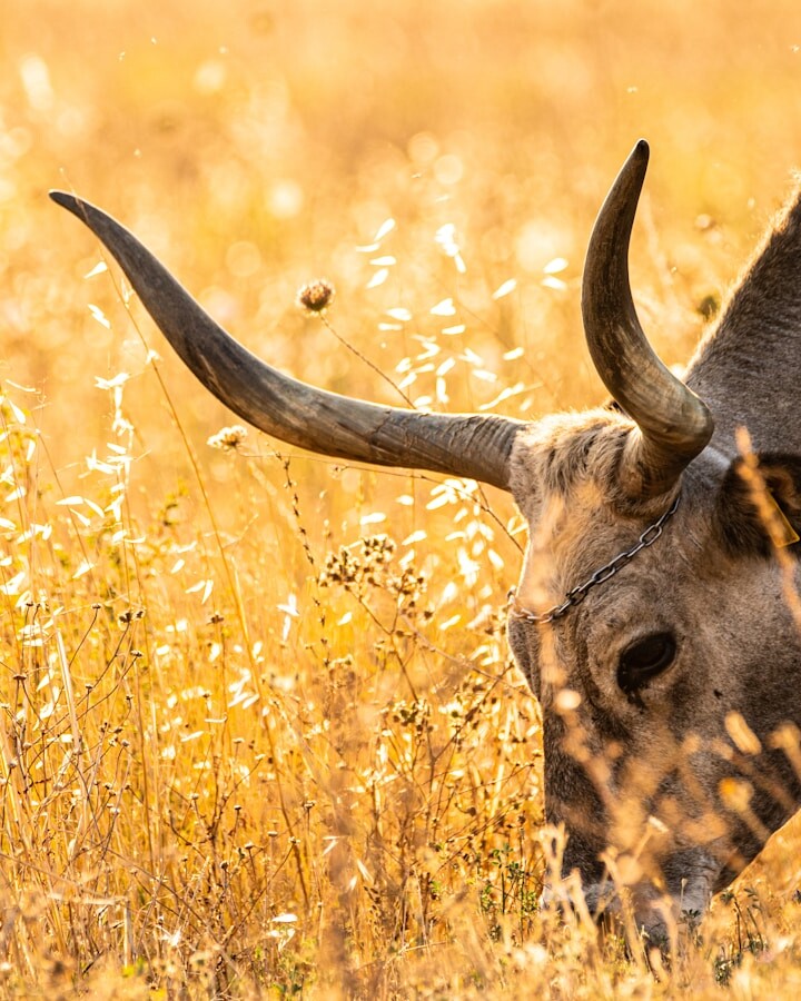 brown giraffe eating grass during daytime