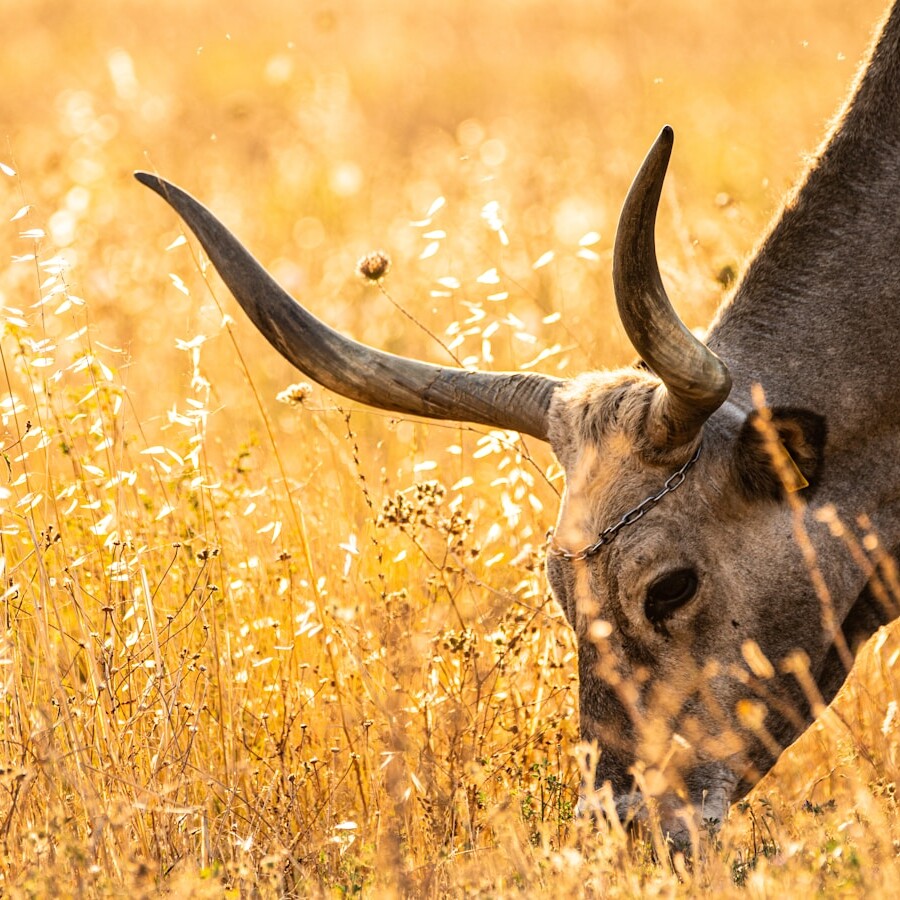 brown giraffe eating grass during daytime