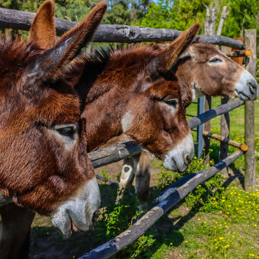 brown horse eating grass during daytime