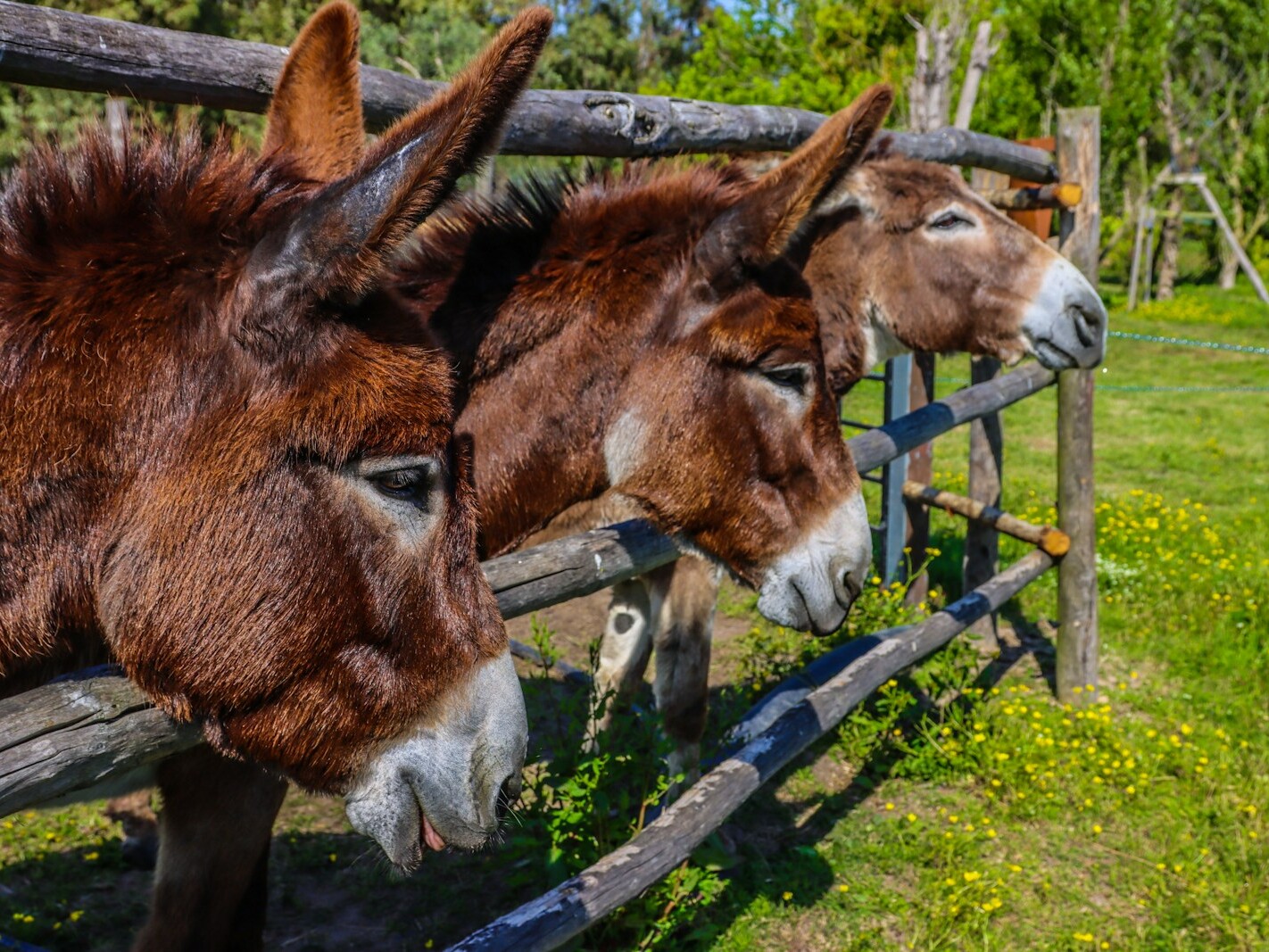 brown horse eating grass during daytime
